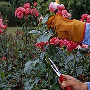 Pruning roses