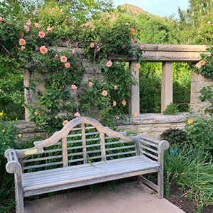 Bench in the Red Butte Garden rose garden