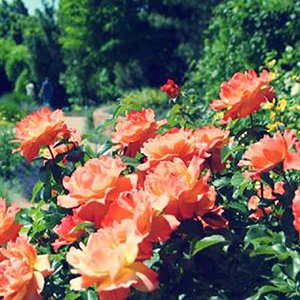 Roses at Red Butte Garden