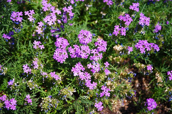 Glandularia-bipinnatifida-Flower-Summer-HMS24