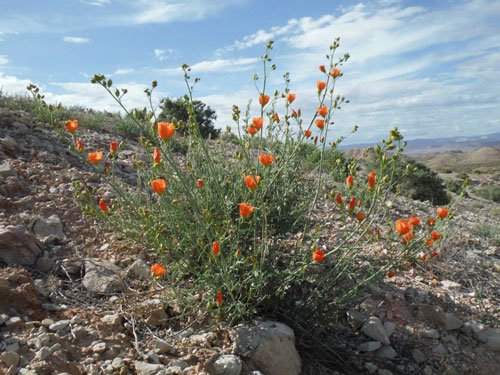 Globemallow