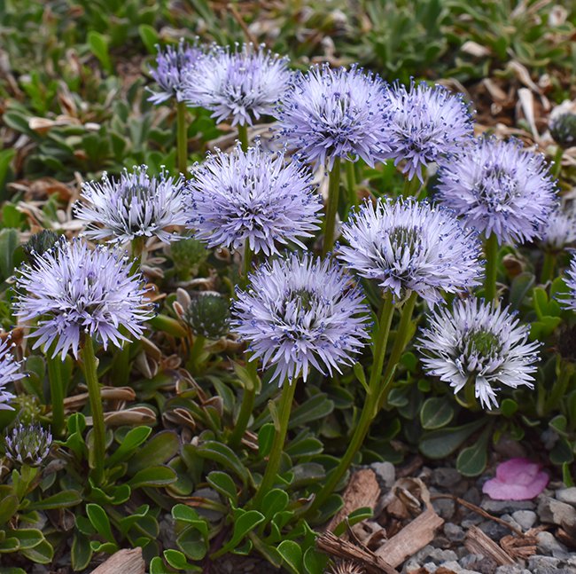 Globularia-cordifolia-Habit-in-Flower-1-JWB21.JPG