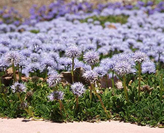 Globularia