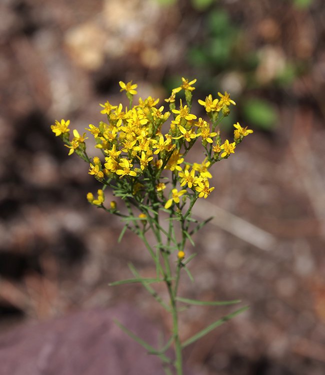 Gutierrezia-sarothrae-Flowers-1-JWB22