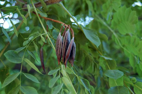 Gymnocladus dioicus Fruits JWB.JPG
