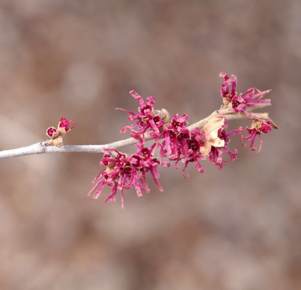 Witchhazel