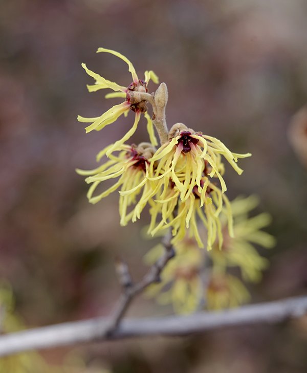 Witchhazel