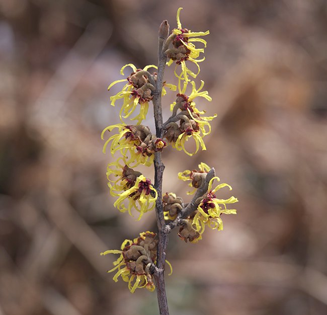 Hamamelis-x-intermedia-&#x27;Primavera&#x27;-Flowers-2-JWB23