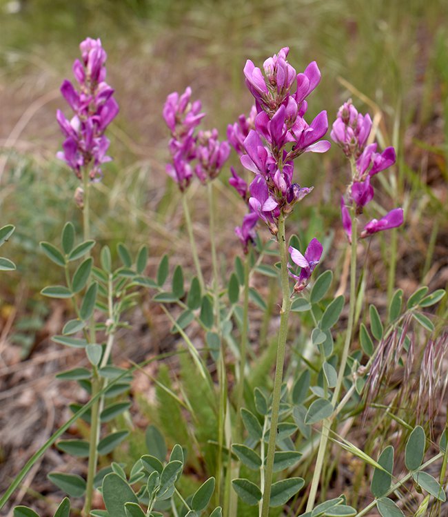 Hedysarum-boreale-Flowers-1-JWB21.JPG