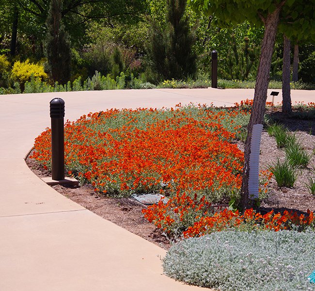 Helianthemum &#x27;Henfield Brilliant&#x27; Flower Spring HMS22