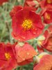 Helianthemum 'Henfield Brilliant' Flowers JWB17.JPG