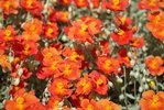 Helianthemum nummularium 'Henfield Brilliant' Flowers 1 LEG18.JPG