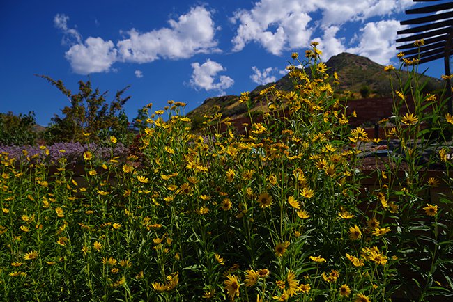 Helianthus-&#x27;Dakota-Sunshine&#x27;-Flower-Summer-HMS22