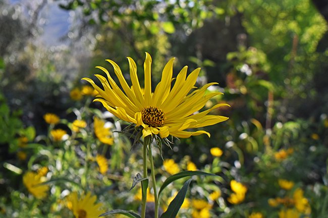 Helianthus-maximiliani-Flower-Summer-HMS21.jpg