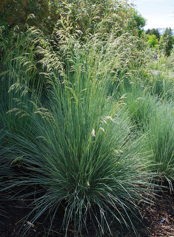 Grass