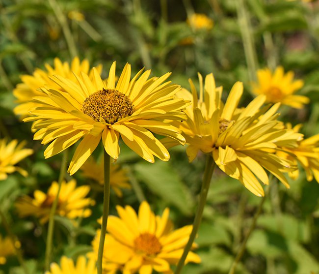 Heliopsis-&#x27;Summer-Sun&#x27;-JWB21.jpeg