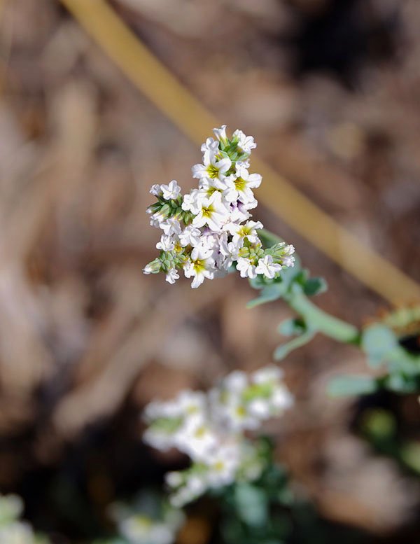 Heliotropium curassavicum