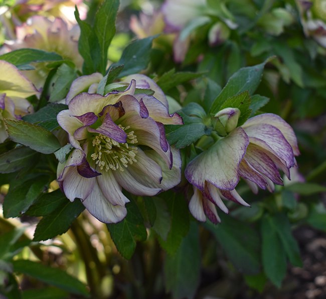 Helleborus-&#x27;Golden-Lotus&#x27;-Flowers-1-JWB21.JPG