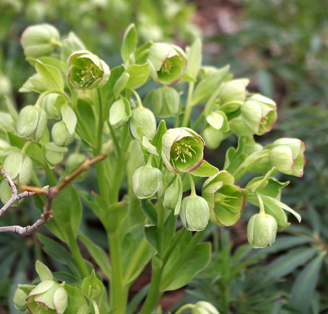 Helleborus foetidus Flowers 1 LEG18 copy.JPG