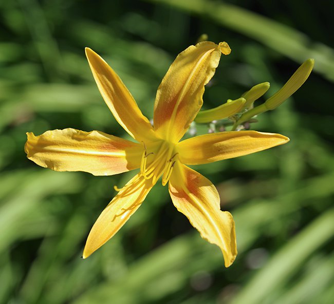 Hemerocallis-&#x27;Autumn-Minaret&#x27;-Flower-1-JWB22