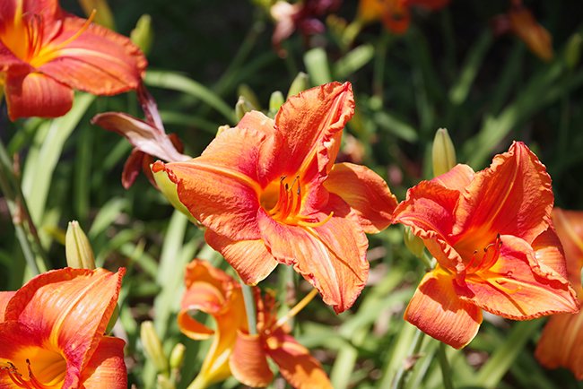 Hemerocallis-&#x27;Fire-King&#x27;-Flower-HMS25