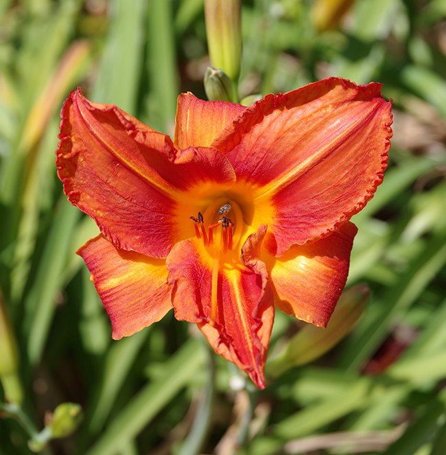 Hemerocallis-&#x27;Fire-Tree&#x27;-Flower-1-JWB22