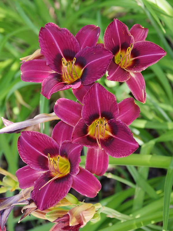 Hemerocallis-&#x27;Leebea Purple Plum&#x27;-Summer-1-HMS22