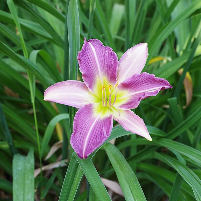 Hemerocallis-&#x27;Moonlight-Orchid&#x27;-HMS22