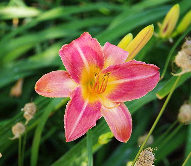 Hemerocallis-&#x27;Persian-Market&#x27;-Summer-HMS22