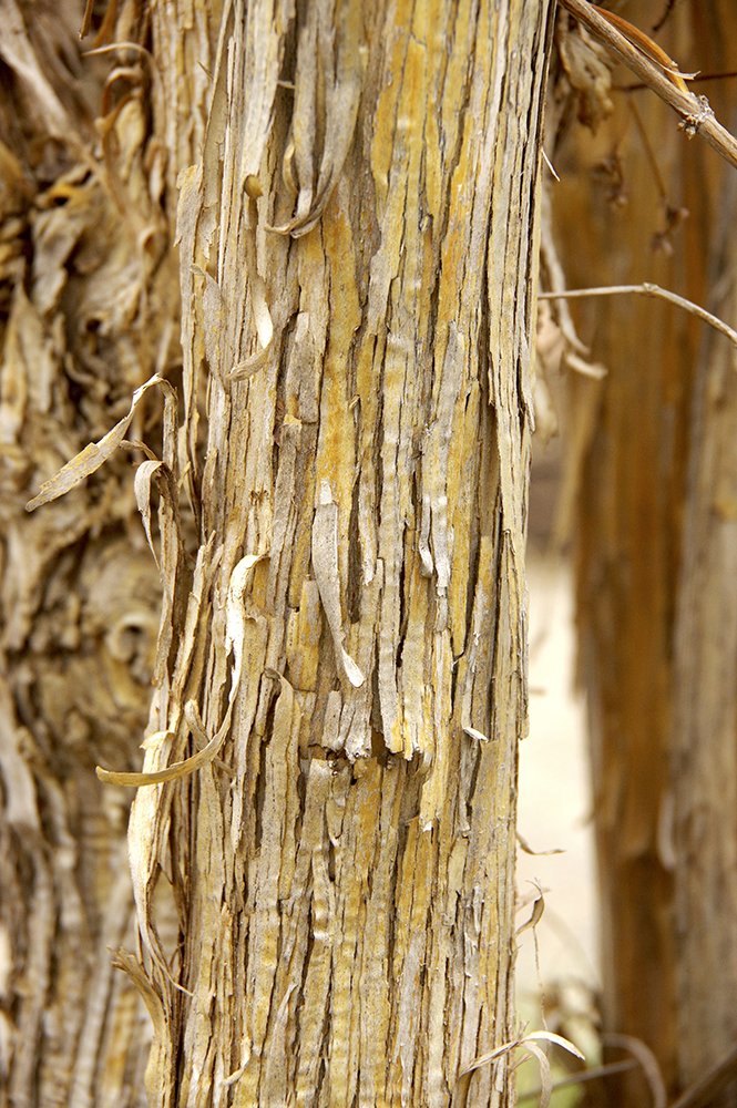 Heptacodium miconioides Bark JWB17.JPG