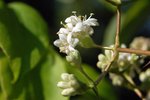 Heptacodium miconioides Flower JWB.JPG