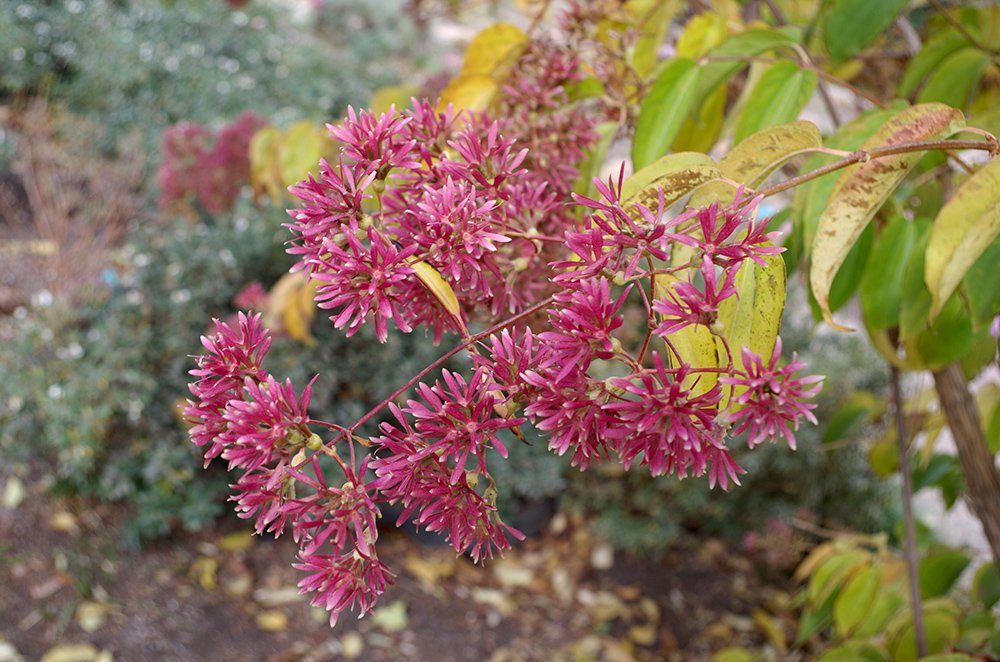 Heptacodium miconioides Fruit HMS15.JPG
