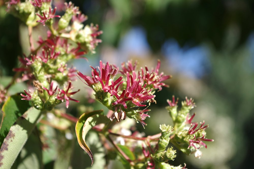 Heptacodium miconioides Fruits 1 MJD19.JPG