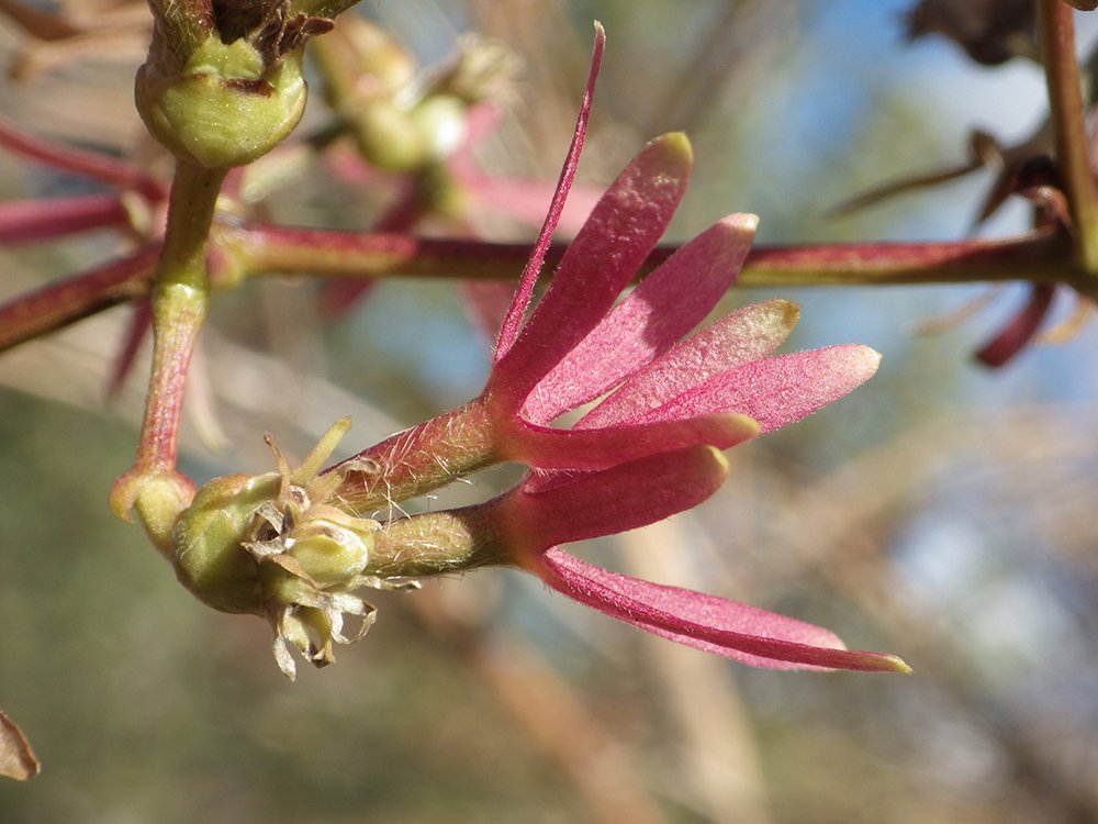 Heptacodium miconioides Fruits JWB16.JPG