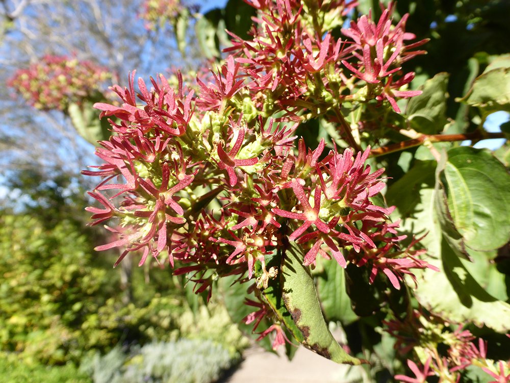 Heptacodium miconioides HMS16.JPG