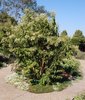 Heptacodium miconioides Habit JWB.JPG
