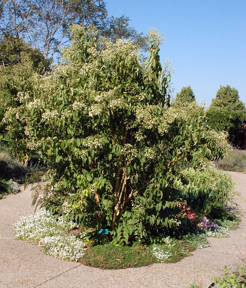 Heptacodium miconioides Habit JWB.JPG