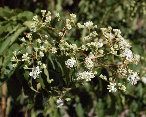 Heptacodium miconioides Inflorescence JWB.JPG
