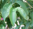 Heptacodium miconioides Leaves SA12.JPG