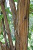 Heptocodium miconioides Bark SUM17.JPG