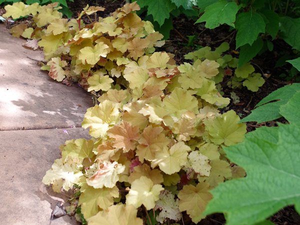 Heuchera-villosa-Carmel-Susie McNutt