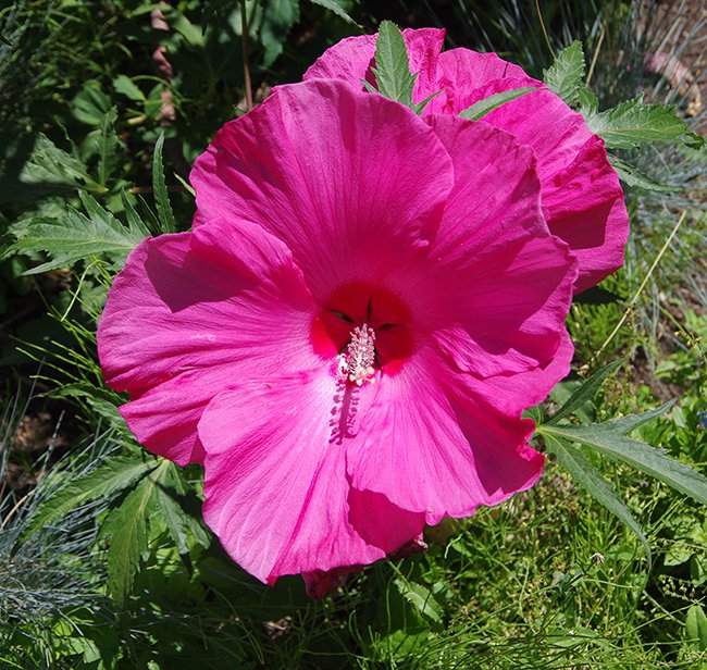 Hibiscus-&#x27;Anne-Arundel&#x27;-Flower-JWB21.JPG