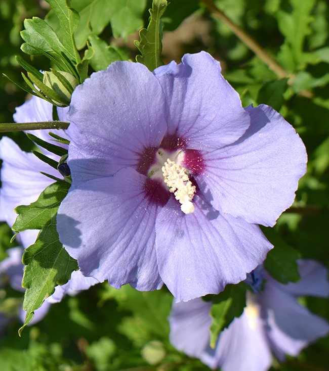 Hibiscus-&#x27;Blue-Satin&#x27;-JWB21.JPG