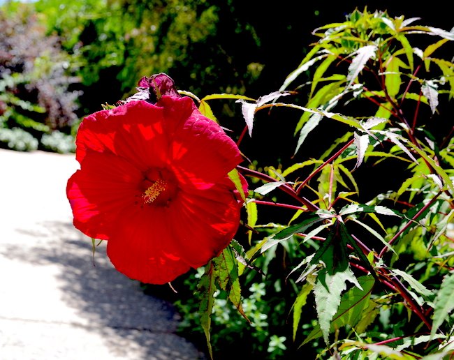 Hibiscus-&#x27;Fireball&#x27;-Summer-HMS23