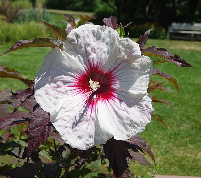 Hibiscus-&#x27;Kopper-King&#x27;-Flower-JWB21.JPG