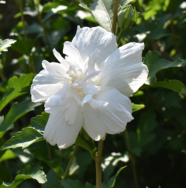 Hibiscus-&#x27;Notwood-Two&#x27;-JWB21.JPG