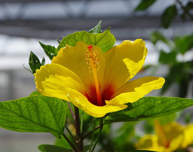 Hibiscus-rosa-sinensis-Yellow-JWB21.JPG