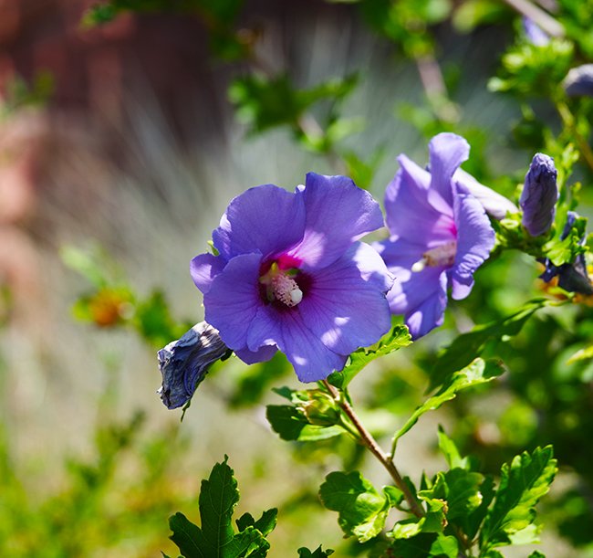 Hibiscus-syriacus-&#x27;Blue-Satin&#x27;-Flower-HMS25