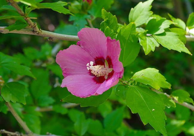 Hibiscus-syriacus-&#x27;Pink-Giant&#x27;-Flower-HMS21.jpg