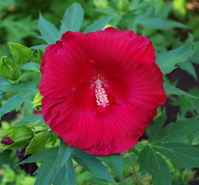 Hibiscus &#x27;Cranberry Crush&#x27; Flower 1 MJD19